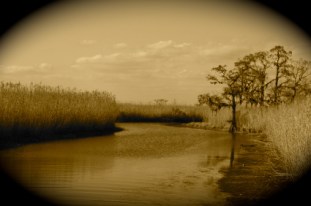 Louisiana bayou